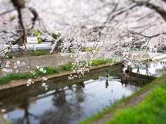 近所の桜