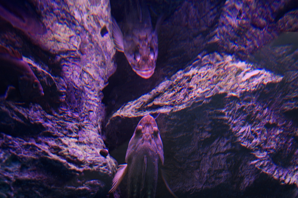 水鏡の己