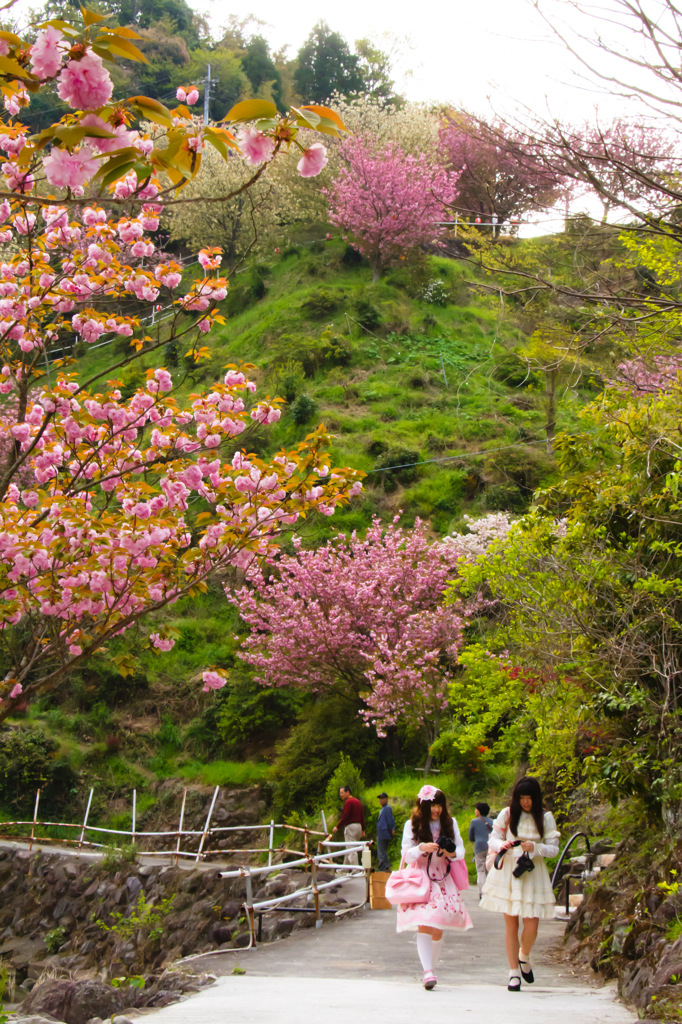 八重桜×甘ロリ