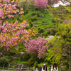 八重桜×甘ロリ