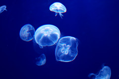 浮遊する昼光色の誘い