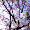 桜花､誇らしく