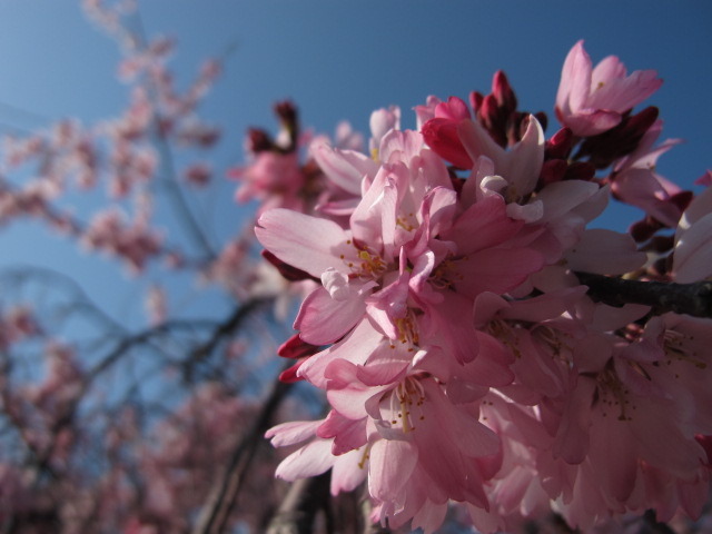 SAKURA