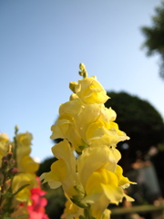 凛として