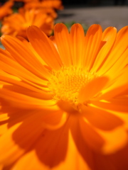 orange flower