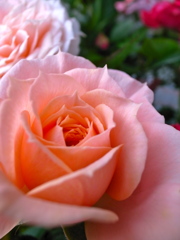 pink rose