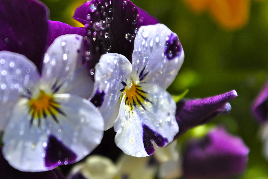 water  flower