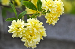 黄色の花②