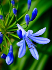 Agapanthus