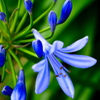 Agapanthus