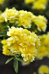 黄色の花①