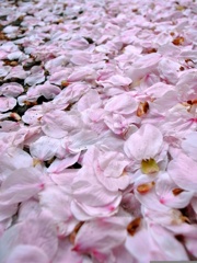 花びら