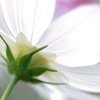 White cosmos 