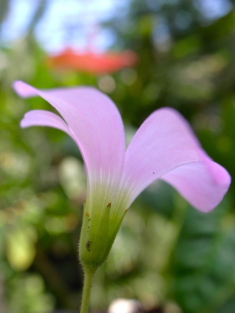 purple flower