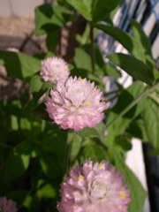 ピンクの花