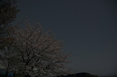 星桜