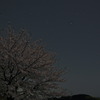 星桜
