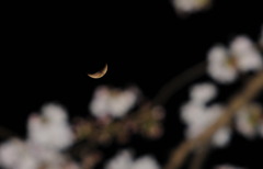 月と桜