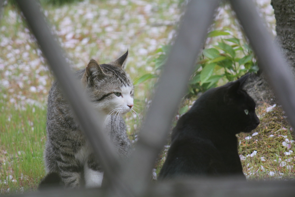 猫の休日
