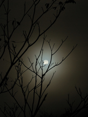 月夜霧