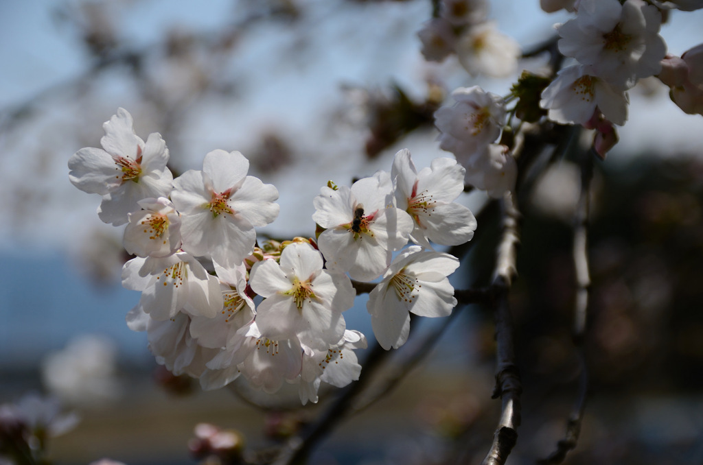 桜蜜