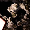 行燈桜
