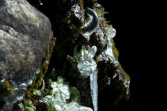 氷結