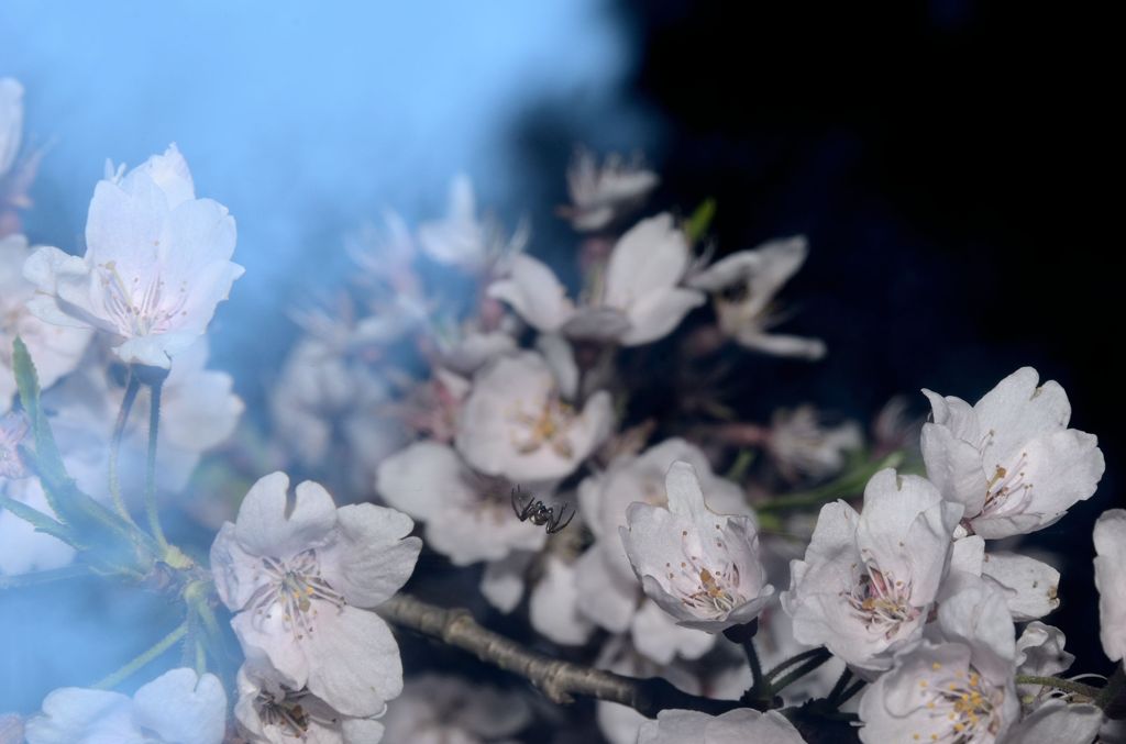 桜守