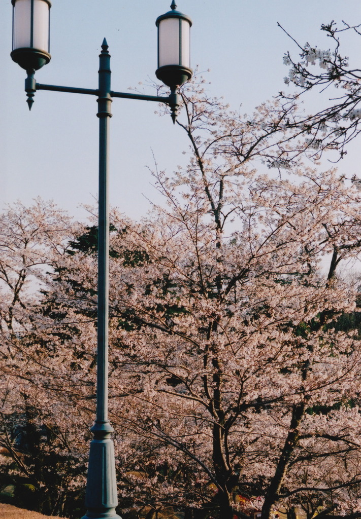 桜と街頭