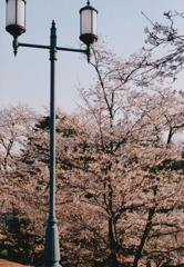 桜と街頭