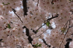 4月の大師公園の桜