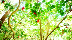 high-key green and red flower
