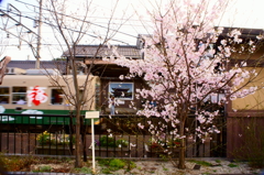 嵐電と桜