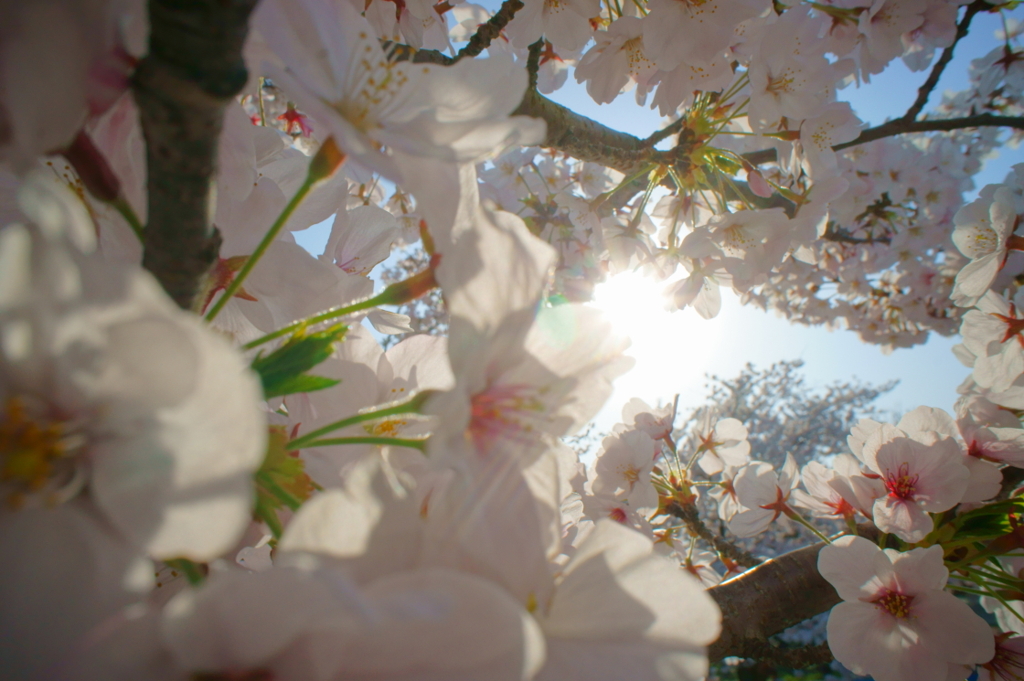 sun sun sakura