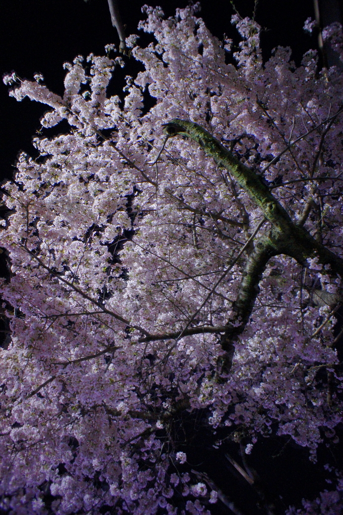 桜の木の下で