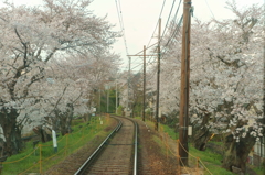 sakura tunnel