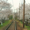 sakura tunnel