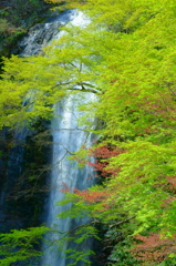 箕面大滝と新緑