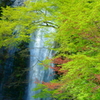 箕面大滝と新緑
