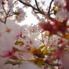 sakura saku