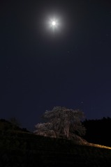月と桜と・・・ヘッドライト