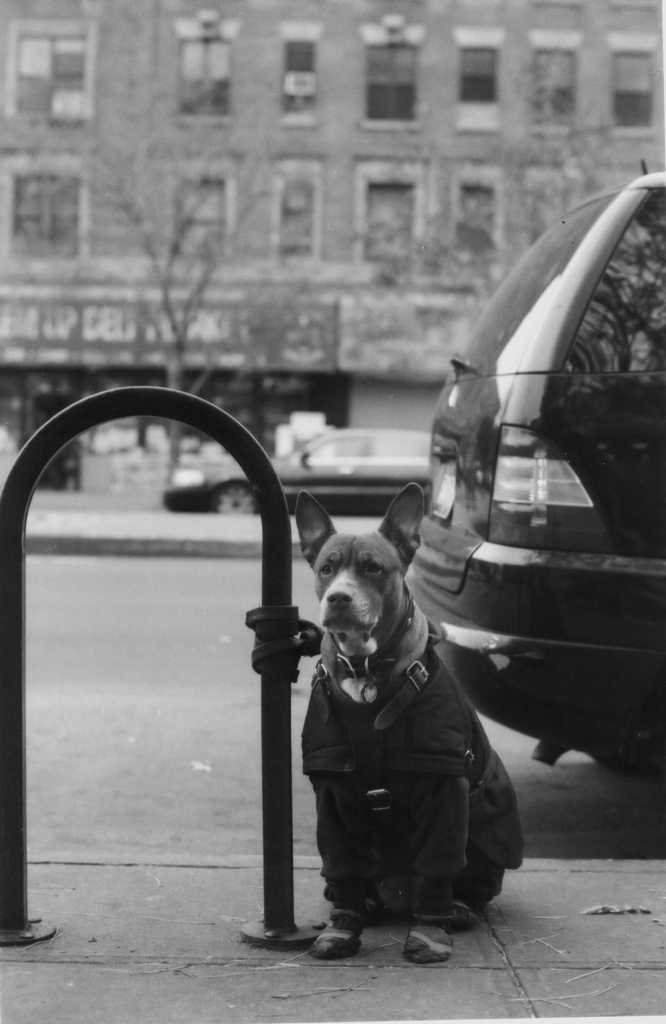 A dog in Harlem