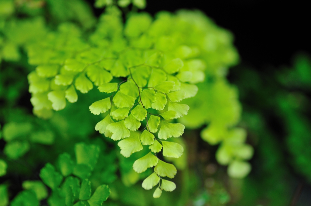 midori