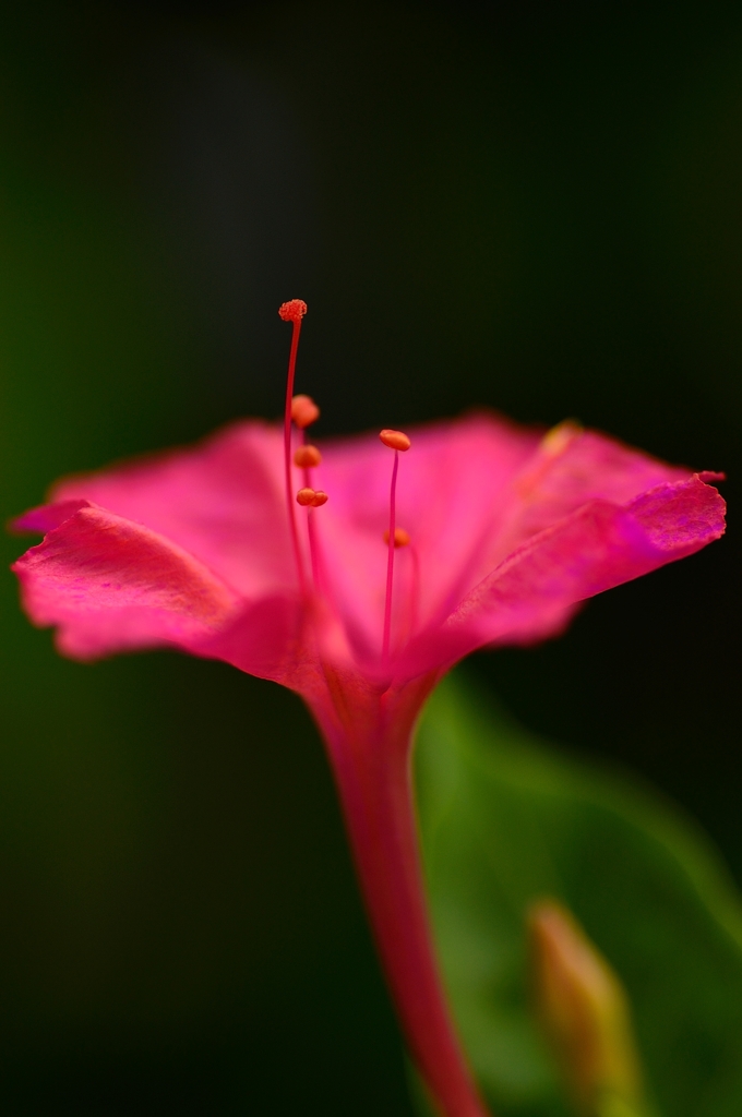 白粉花