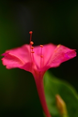 白粉花