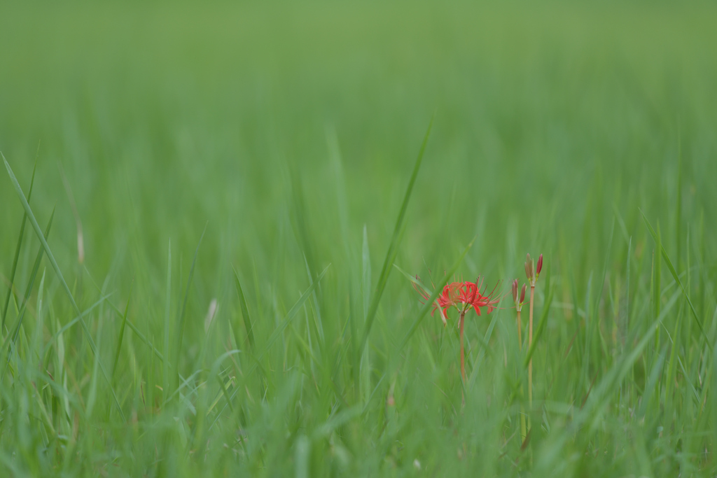 曼珠沙華