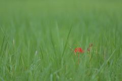 曼珠沙華