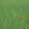 曼珠沙華