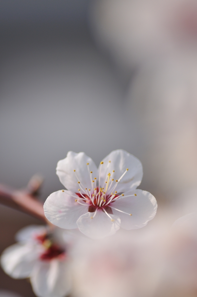 sakura