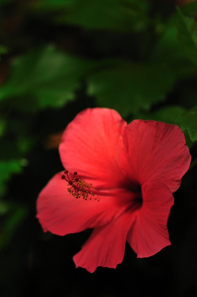 Hibiscus